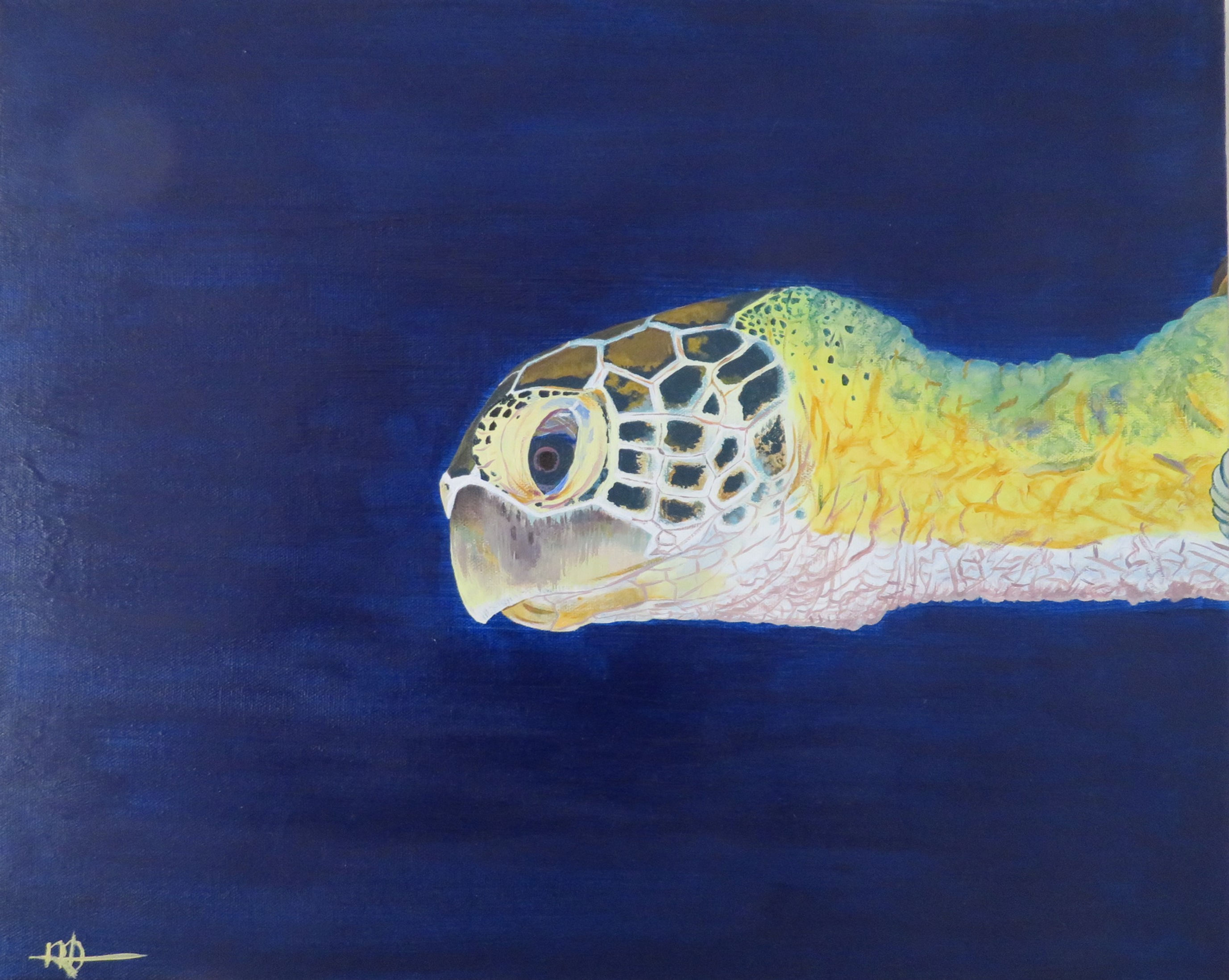 Caretta, canvas, 50 x 40