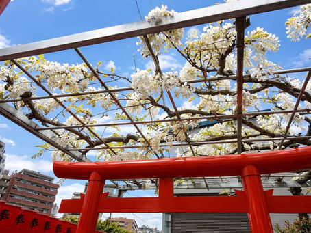 【🌸藤の花🌸】