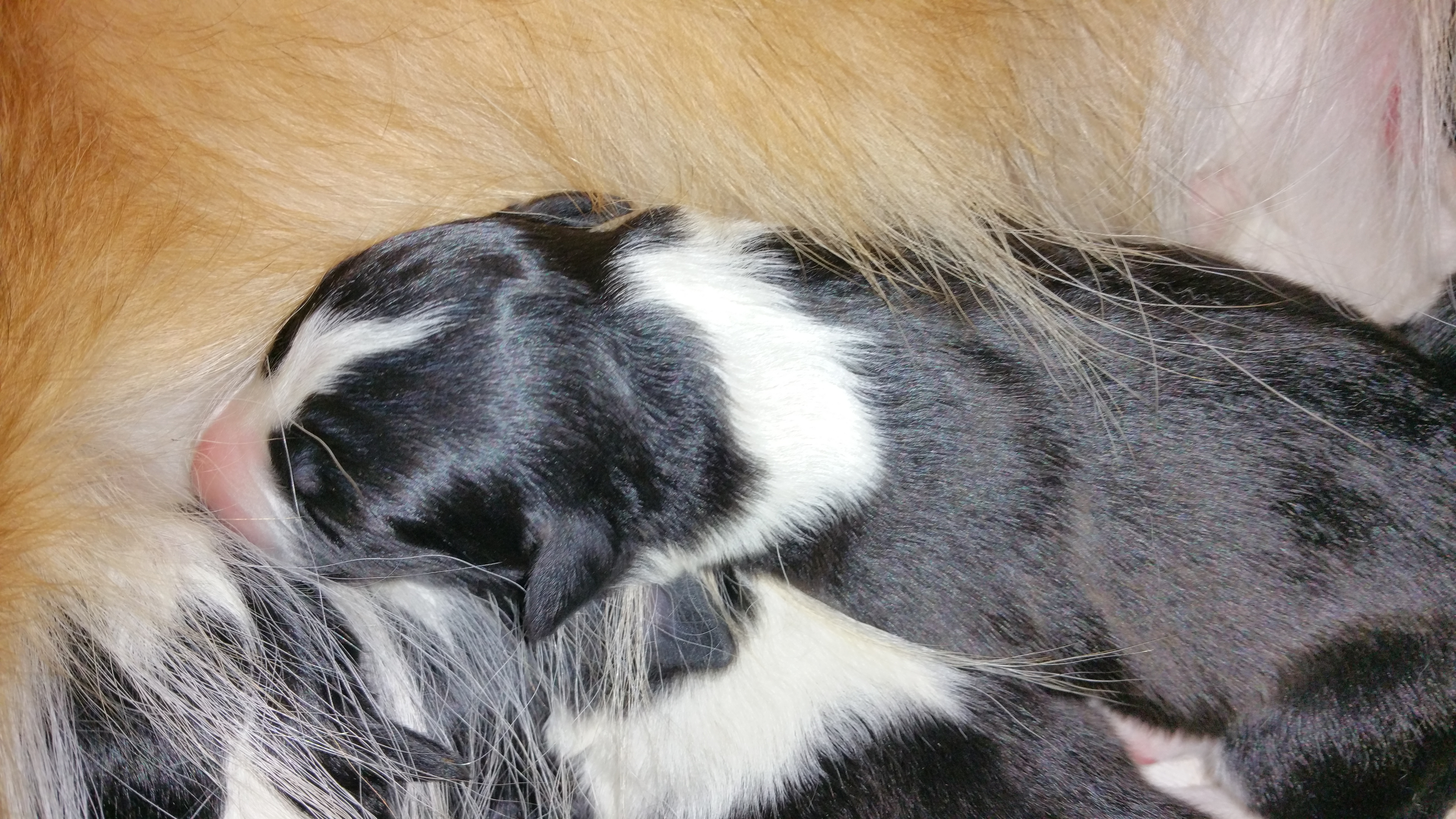 Previous puppies.