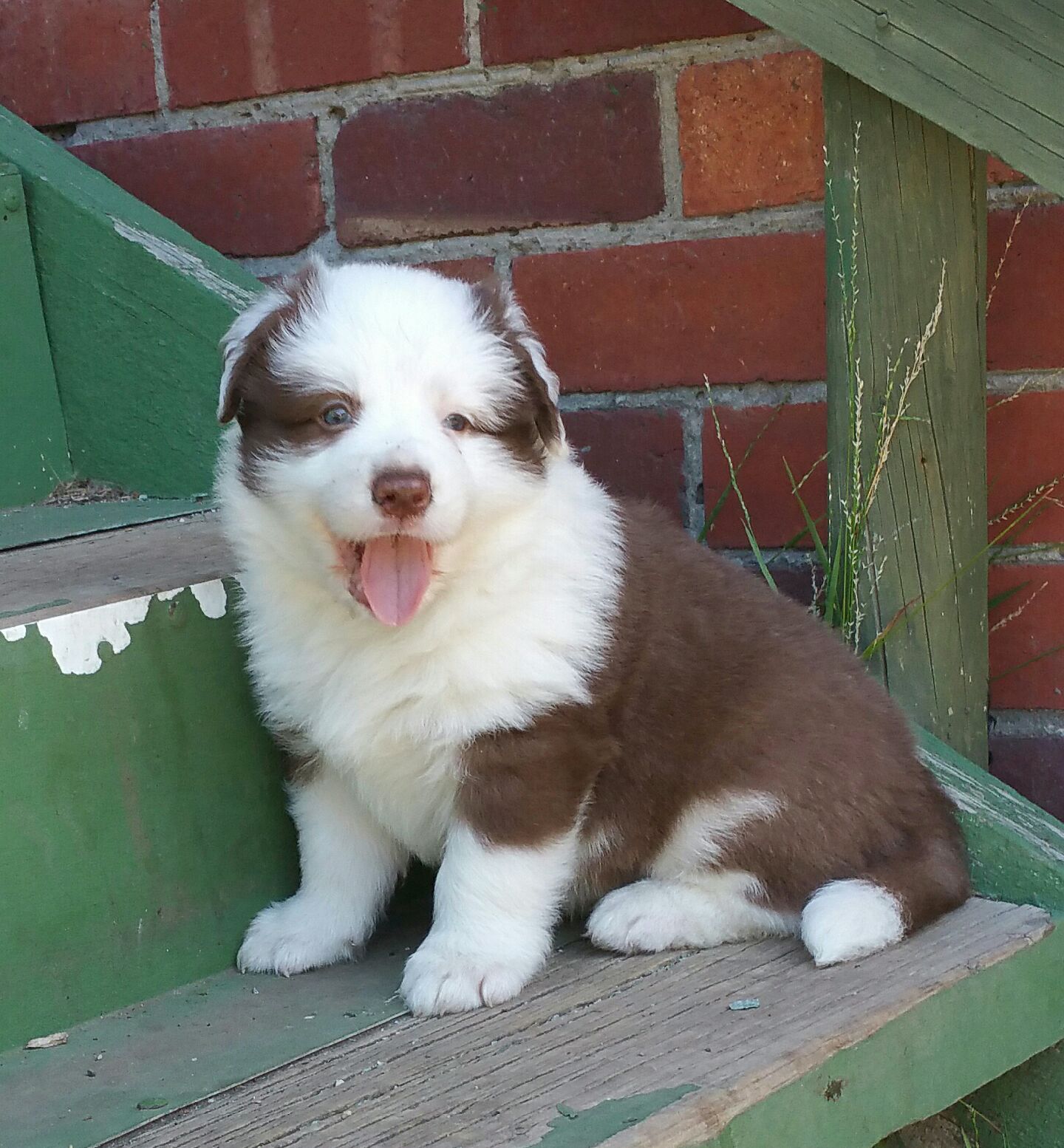 Previous puppies.