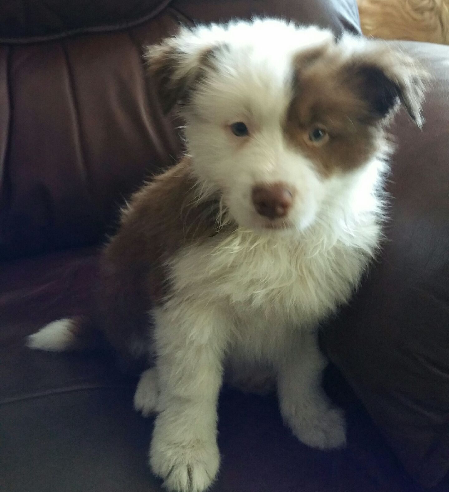 Previous puppies.