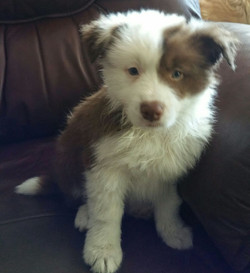 Previous puppies.
