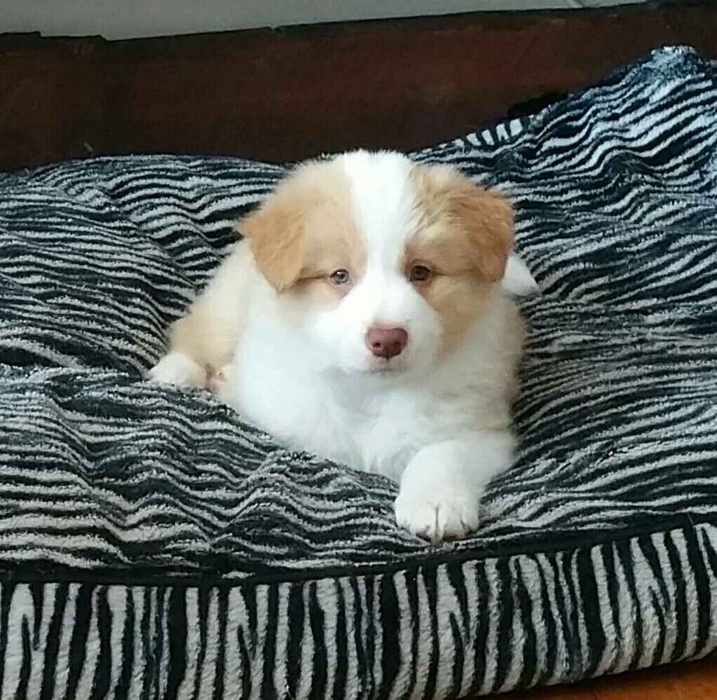 Previous puppies.