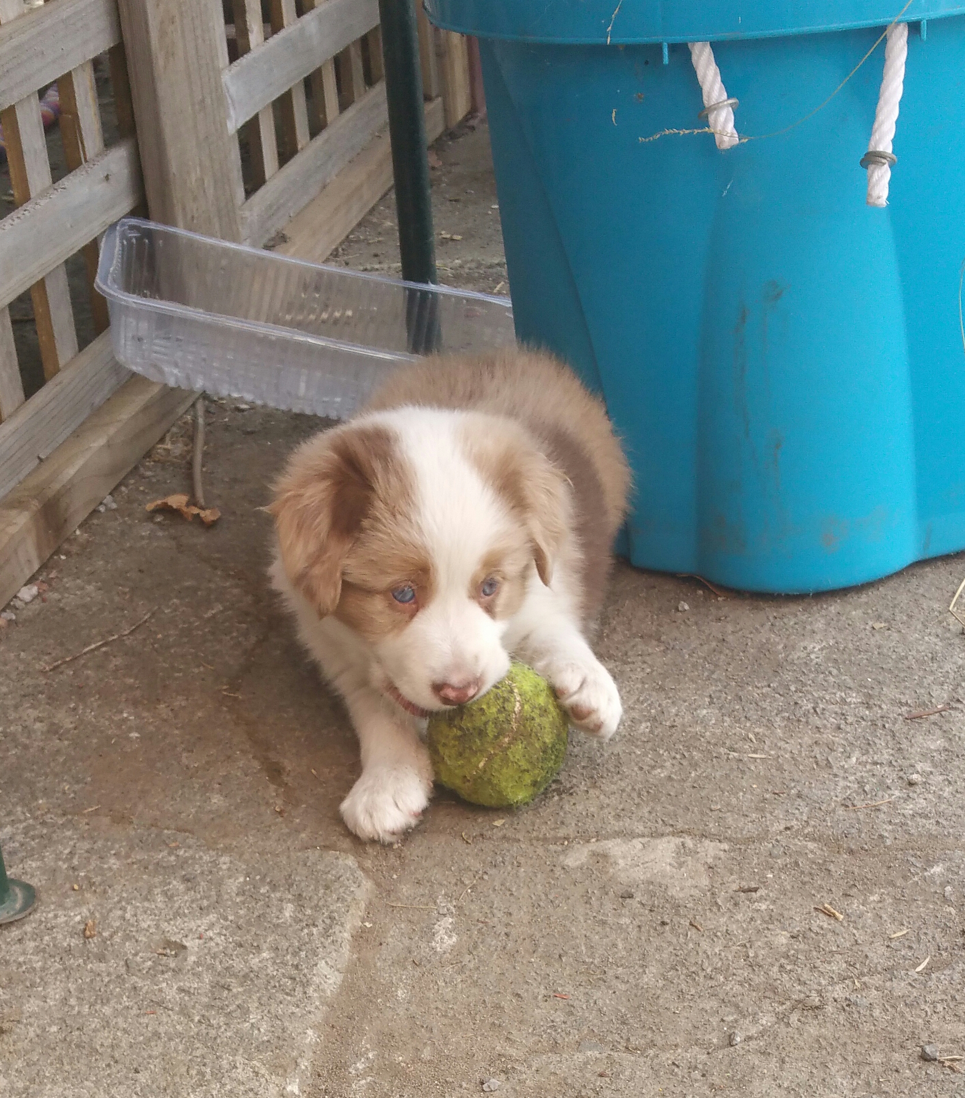 Previous puppies.