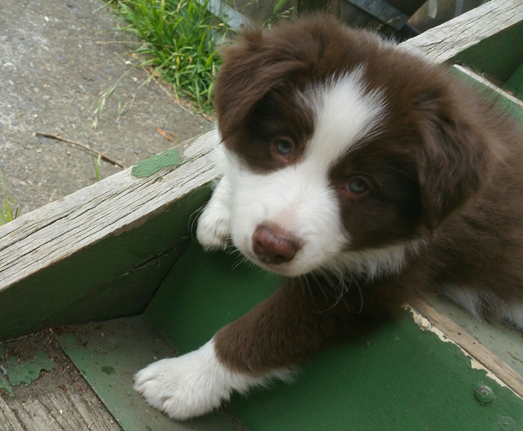 Previous puppies.