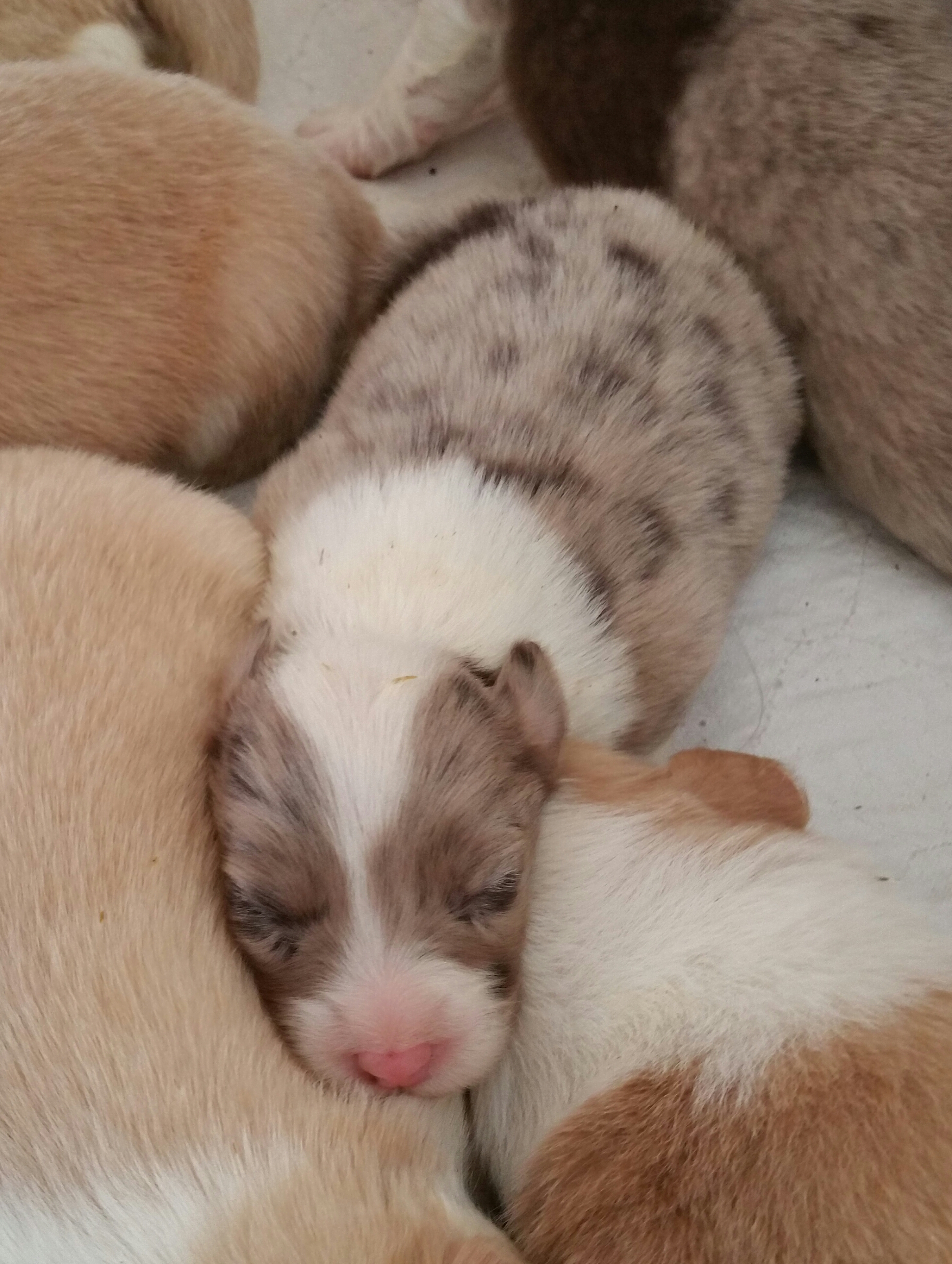 Previous puppies.