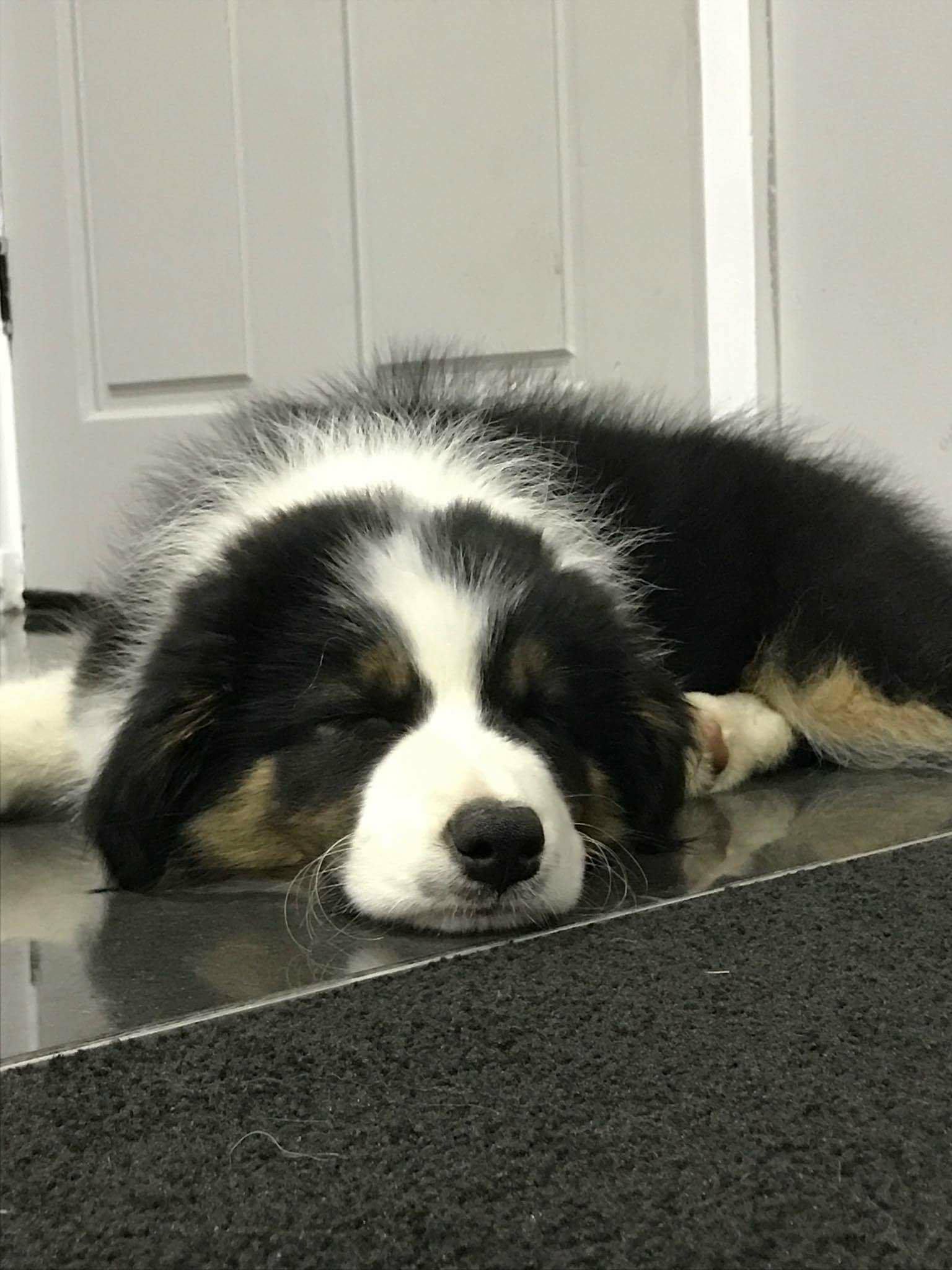 Previous puppies.