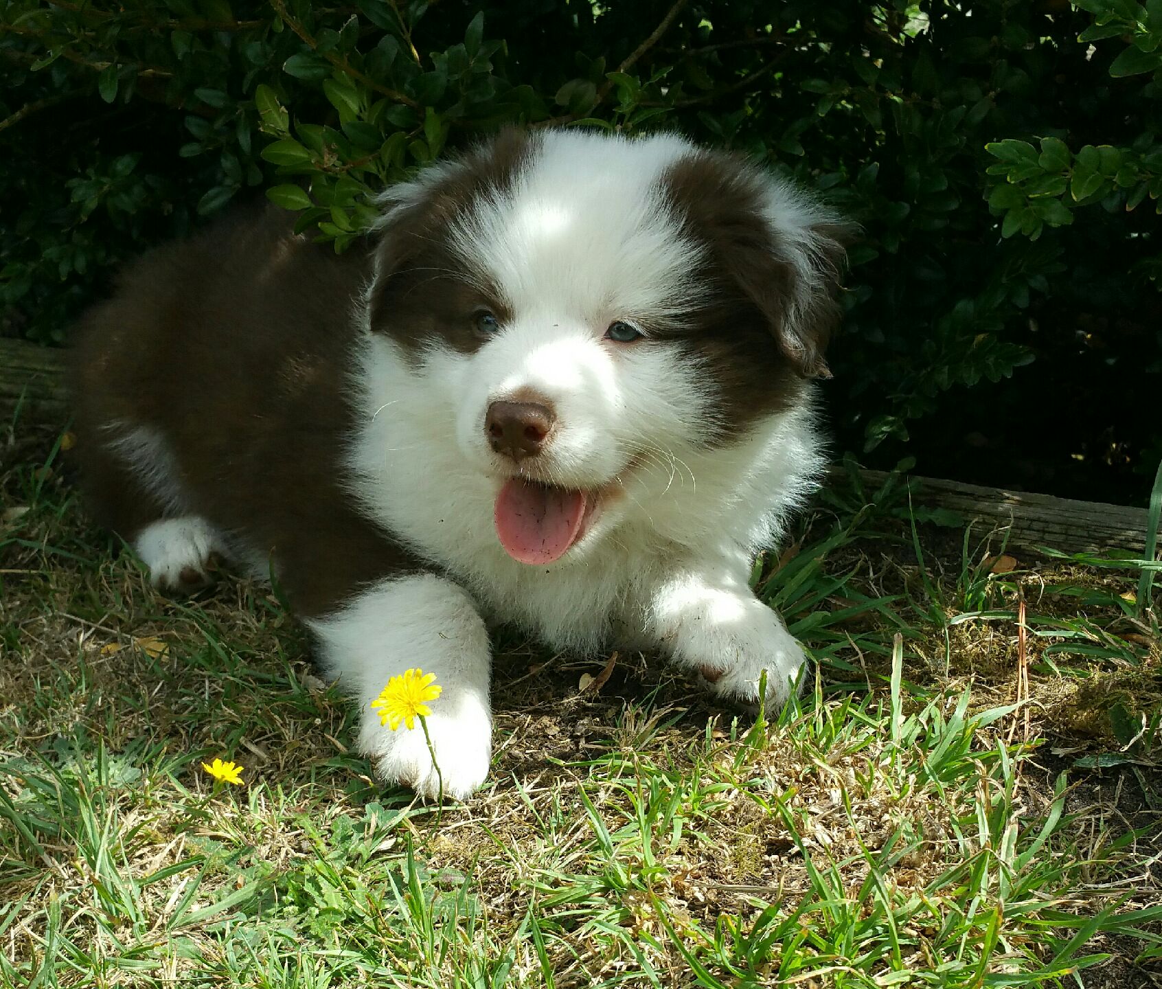 Previous puppies.