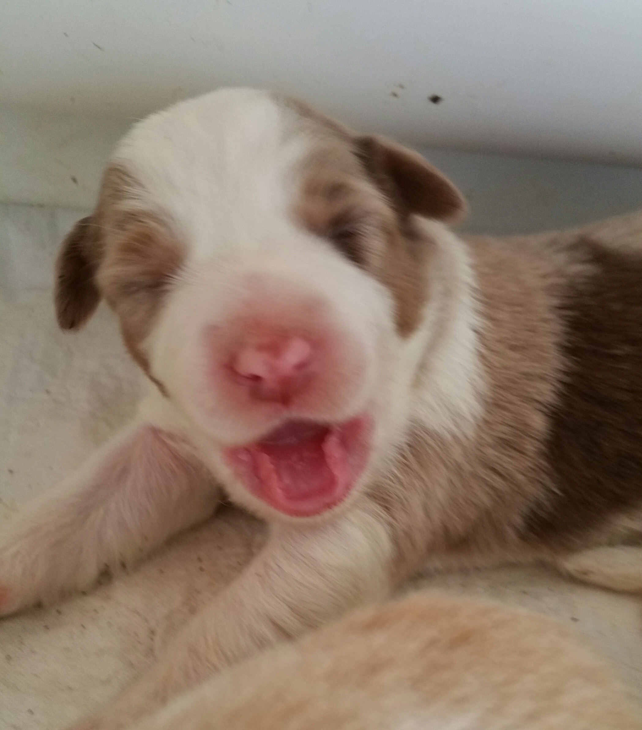 Previous puppies.