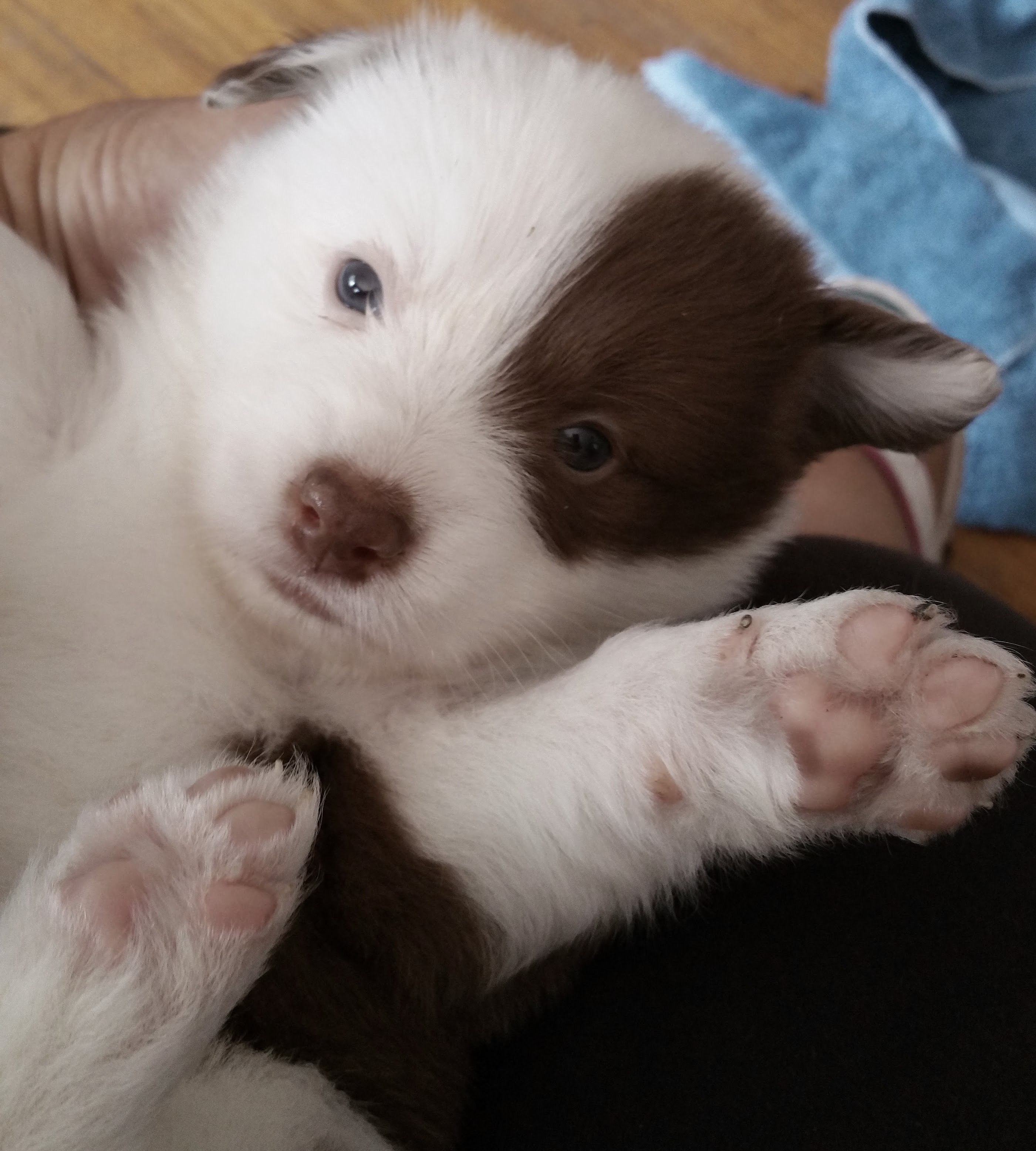 Previous puppies.