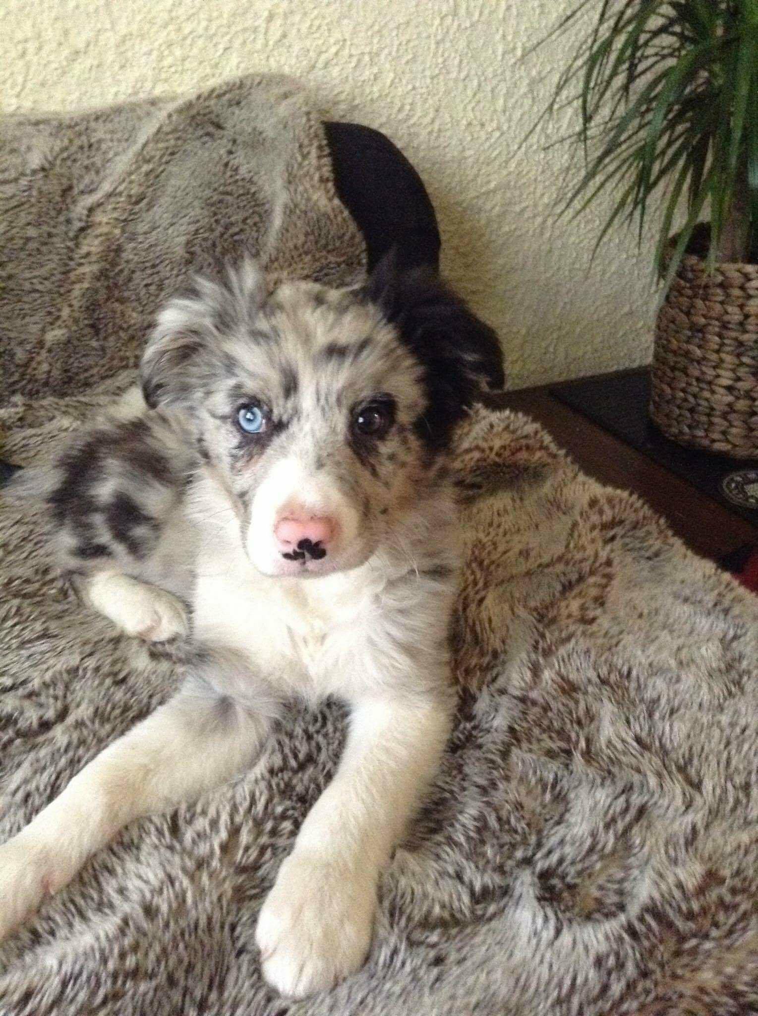 Previous puppies.