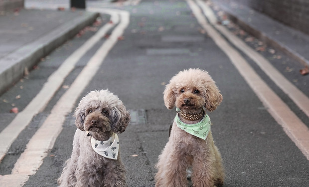 Caniches con el pañuelo