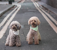 trained non shedding family obedience canine poodles, bischon