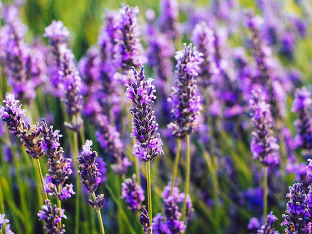 Plantas repelentes de mosquitos