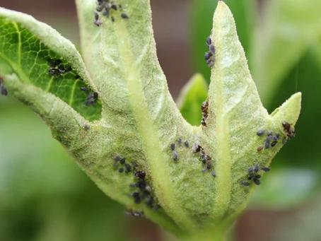 ¿Cuáles son las plagas y enfermedades que pueden afectar tus plantas?