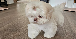 Chloe will be a shih tzu mom