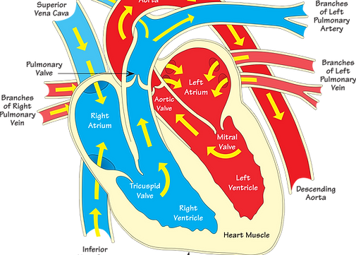 heart-diagram-vein-clip-art-human-heart-4ff60c554135a1473f931ba86069bdde.png