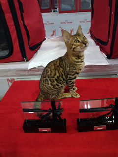 Gato Bengal