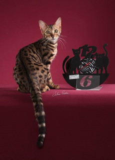 Gato Bengal
