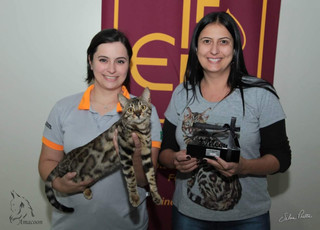 Gato Bengal
