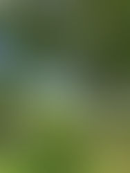 Ambitieniveau aanplant extra bomen omhoog!