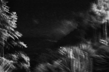 Bäume in der Nacht mit Nachthimmel. Grobkörniger schwarz-weiß Abzug.