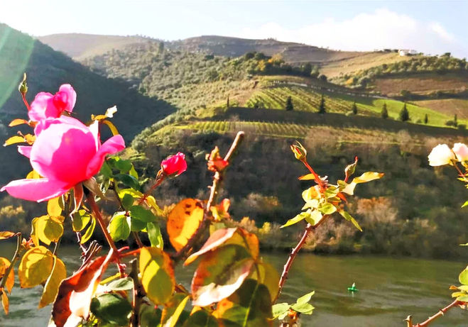 Rosas junto ao Douro na Foz do Tua 