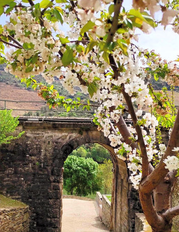 Amendoeira em flor e ponte férrea na linha do Douro