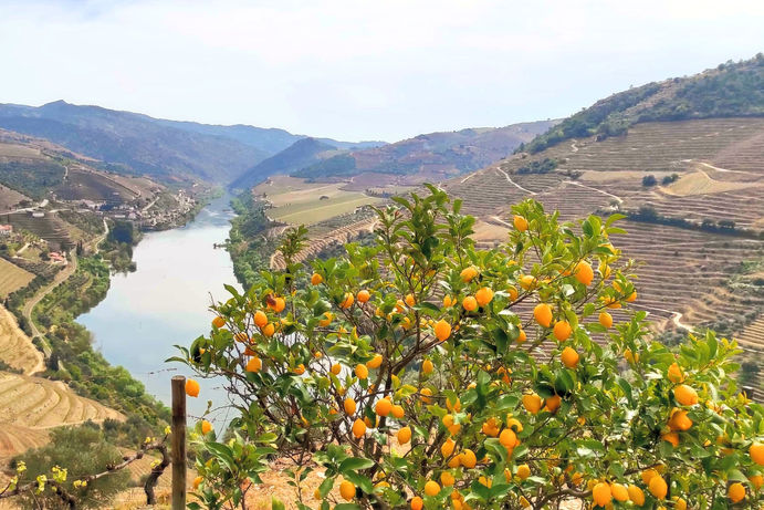 Limoeiro com vista para o Rio Douro e Foz do Tua