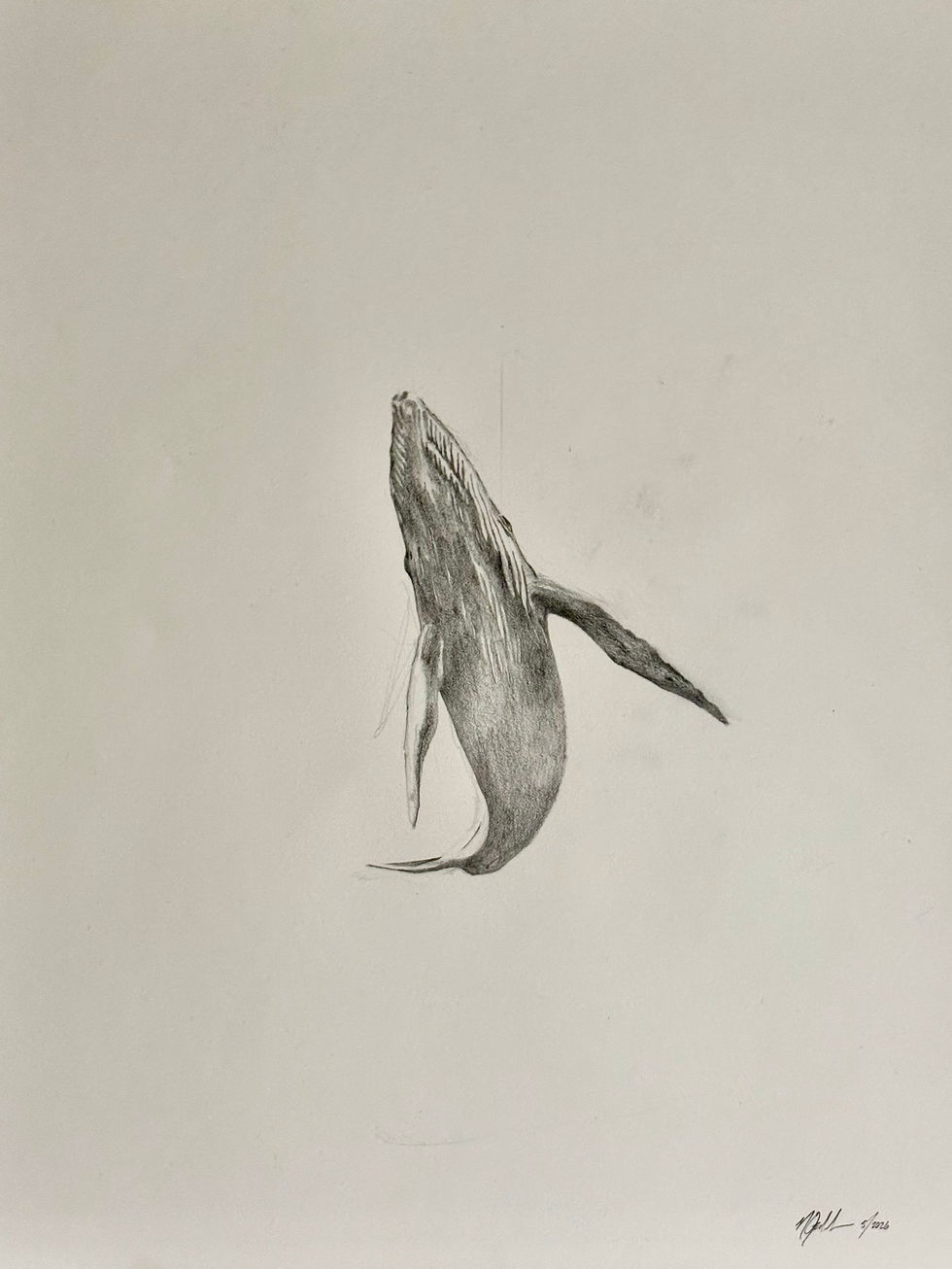 Whale Drawing