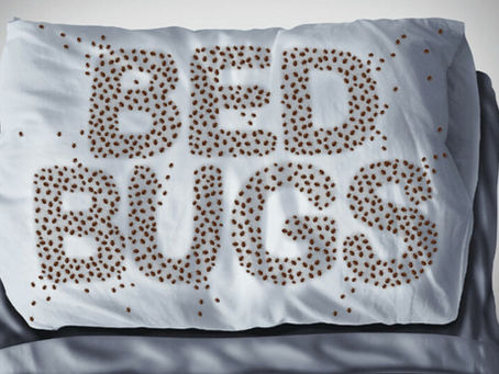 Investing in Mattress and Box Spring Covers: Wise Choice for Airbnb, Hotels, & Homeowners - Bedbugs