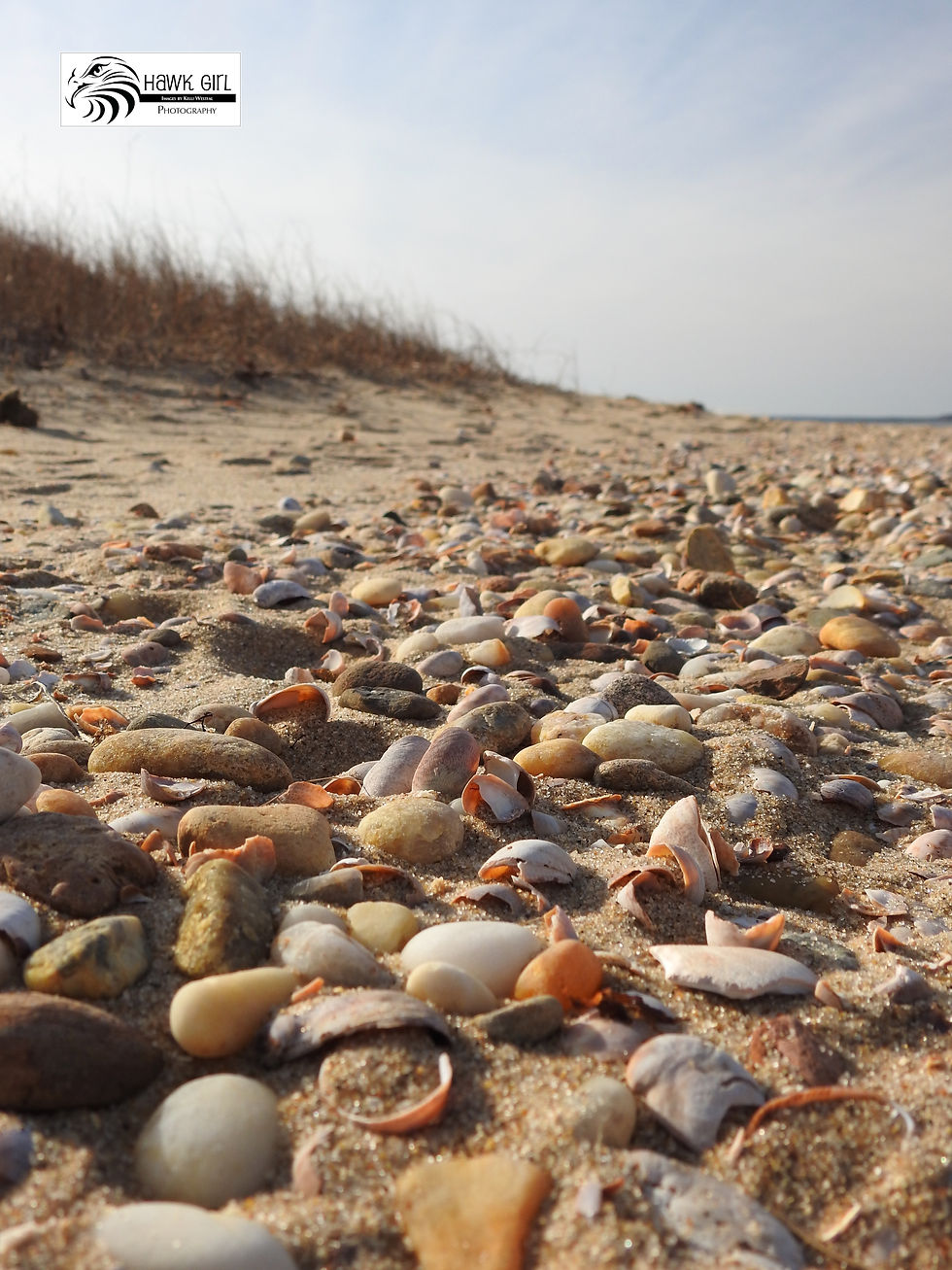 Rocks & Shells, Cedar Beach wm