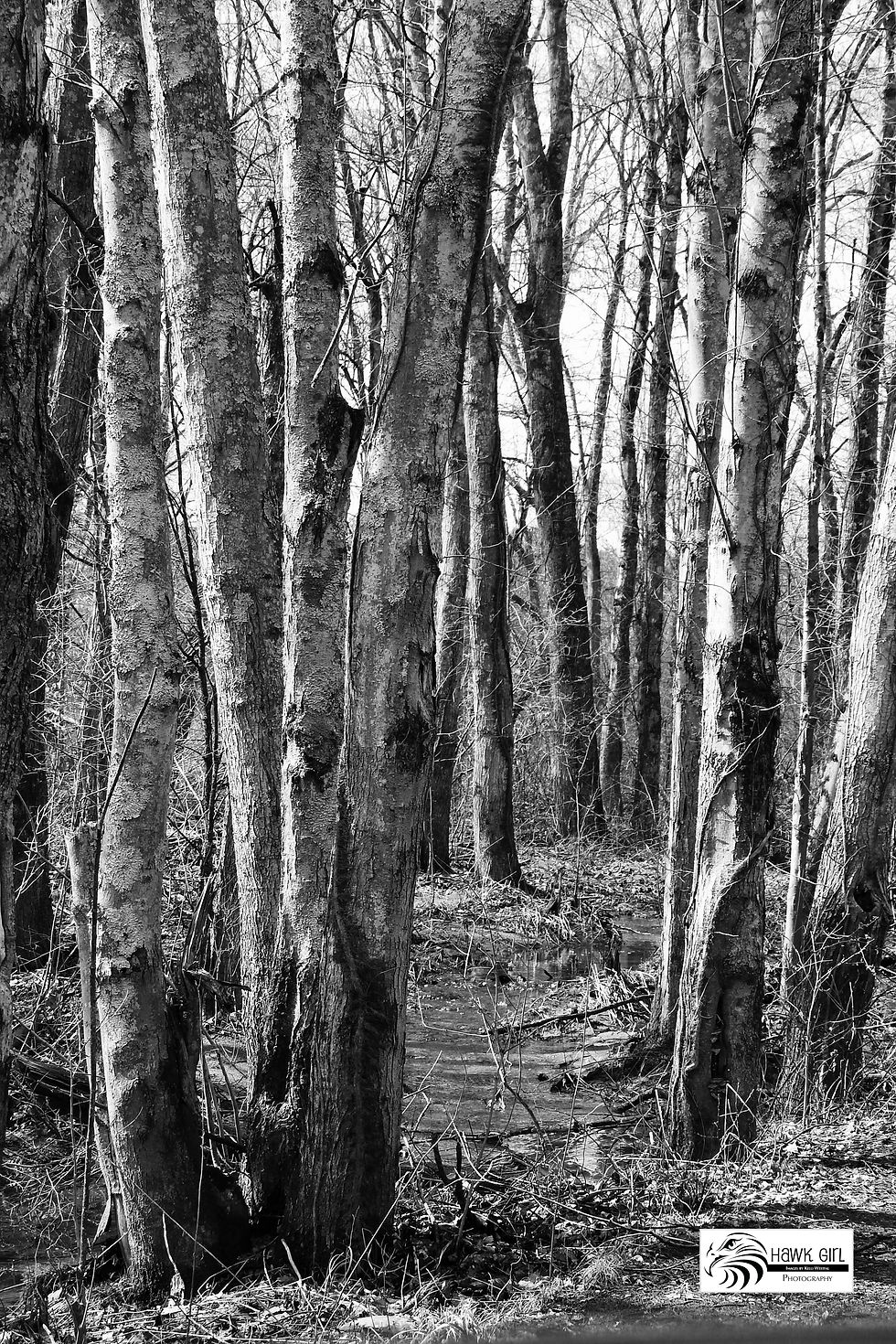 Path in the Woods, Bashakill wm