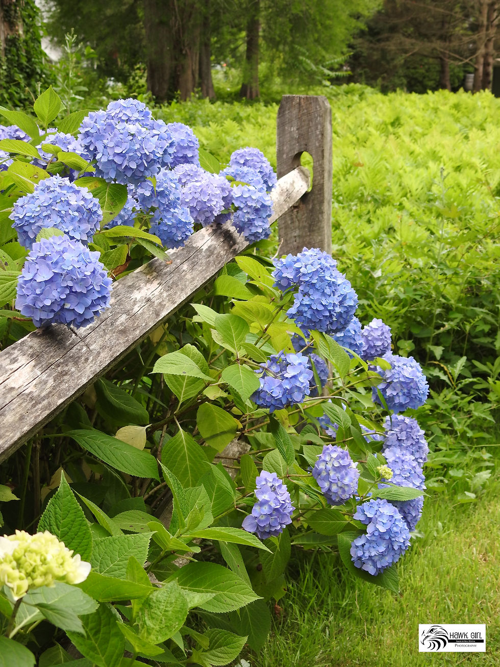 Hydrangea and Fence wm