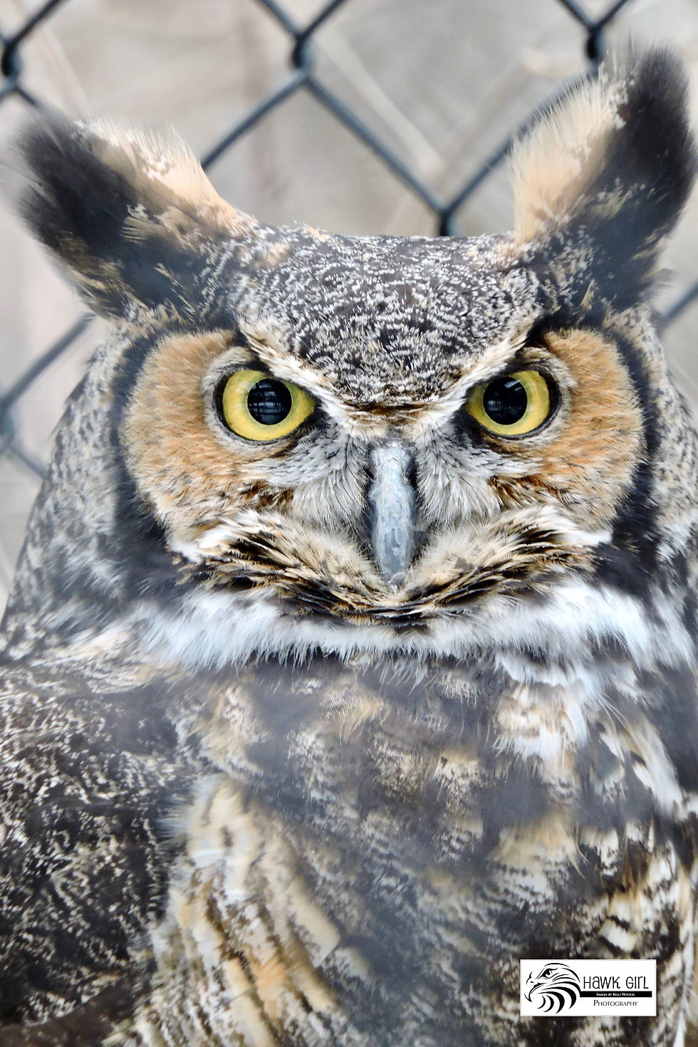 Great Horned Owl, Sweetbriar wm