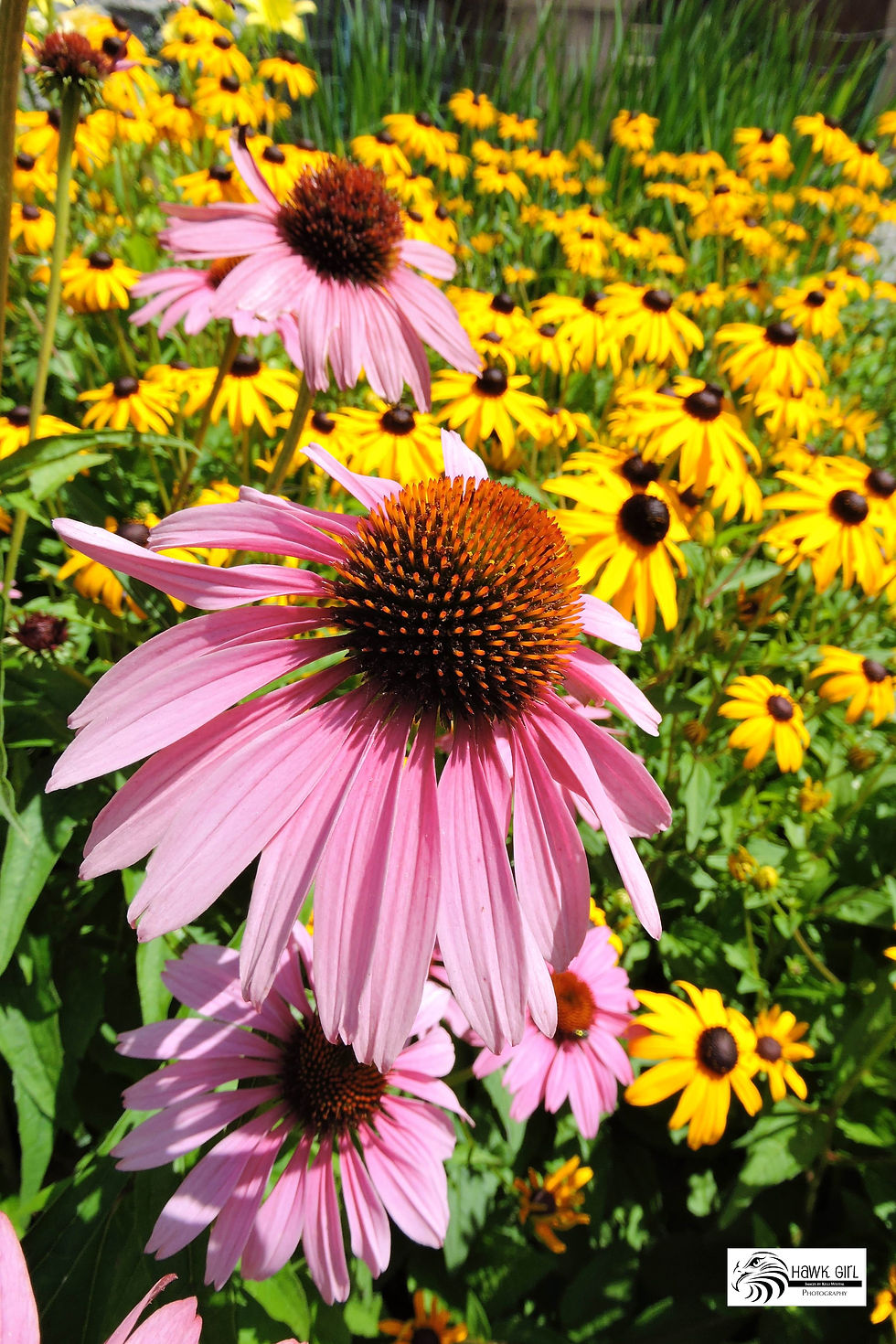 Purple Coneflowers & Black Eyed Susans wm