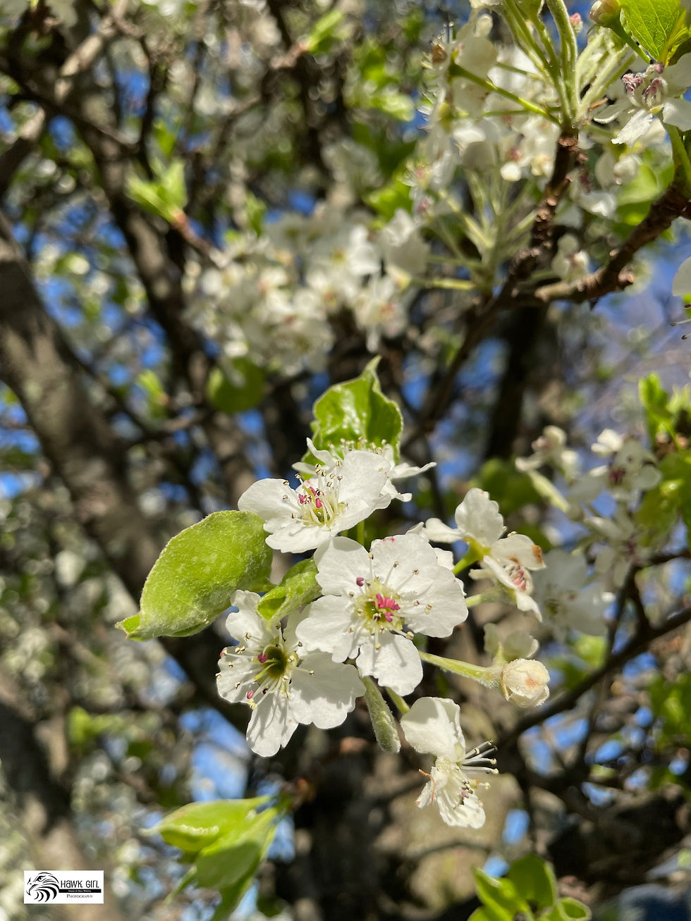 Pear Blossom wm