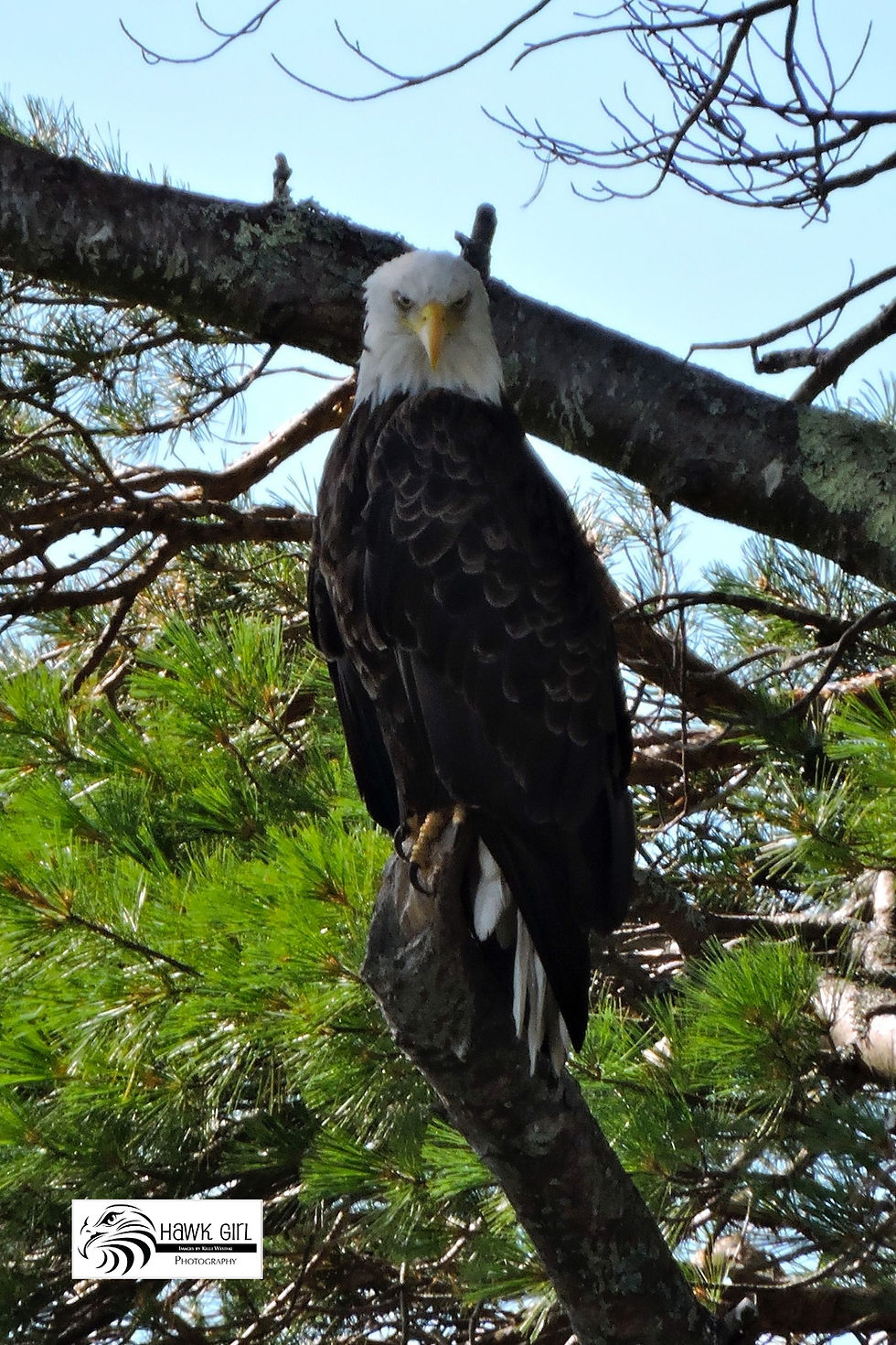 Bald Eagle, Acadia NP wm
