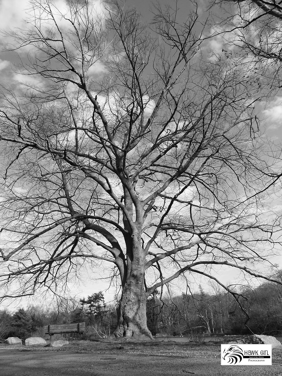Melville Park Tree wm