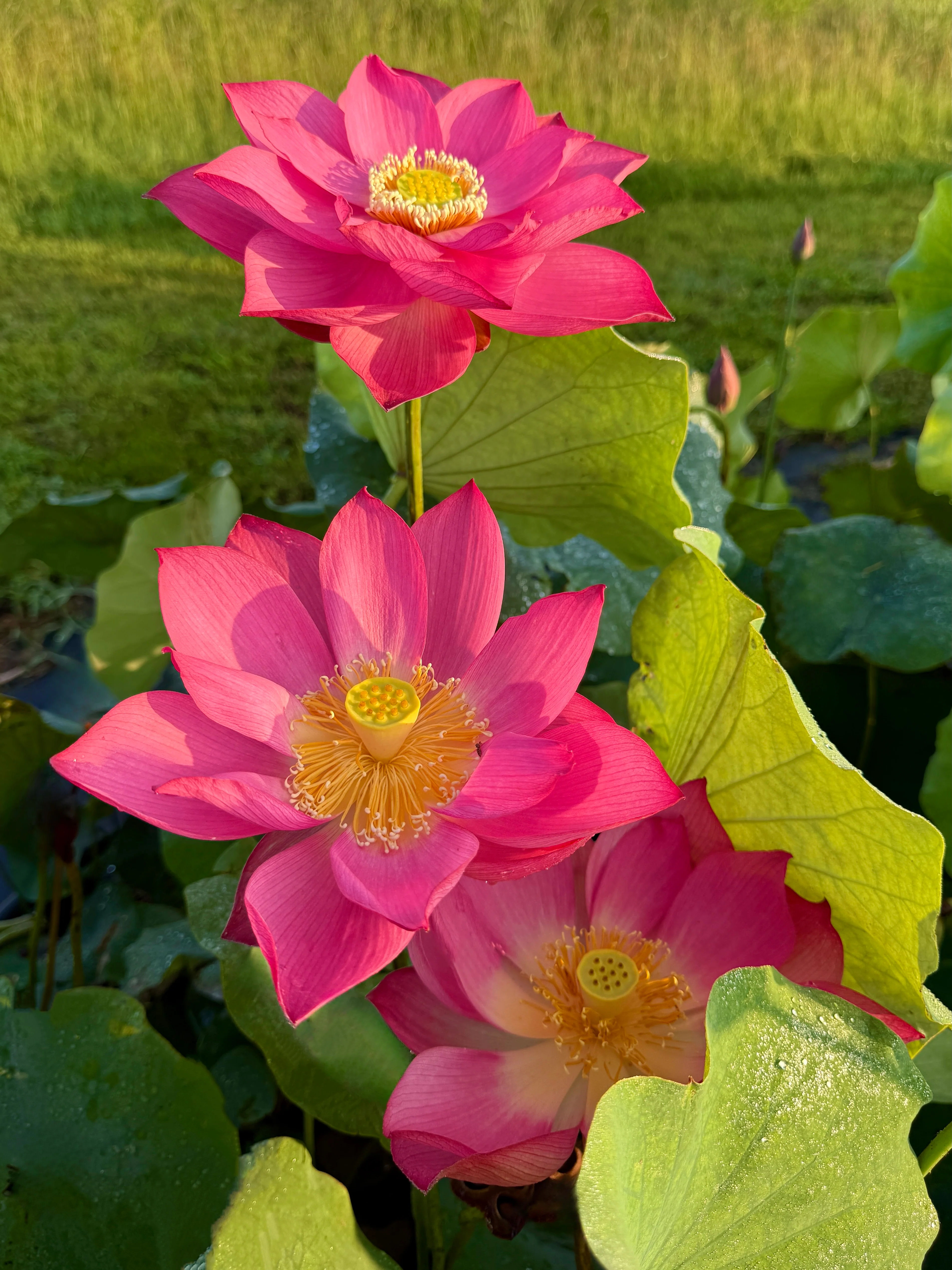 Pink giant lotus plant 