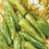Thumbnail: Packet of Pepperoncini Golden Greek pepper seeds for growing bright yellow peppers with a mildly piquant, fruity flavor. These versatile peppers are sweeter than the Italian varieties and perfect for pickling, salads, or enjoying fresh.