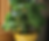Thumbnail: Cucumber plants and seeds that can be grown in office or kitchen.