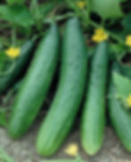 Packet of Garden Sweet Burpless Hybrid cucumber seeds for growing burpless, high-yielding plants with smooth, thin skin and slender, light green, 10-12 inch cucumbers. Enjoy their crisp texture and sweet flavor in salads or fresh eating.