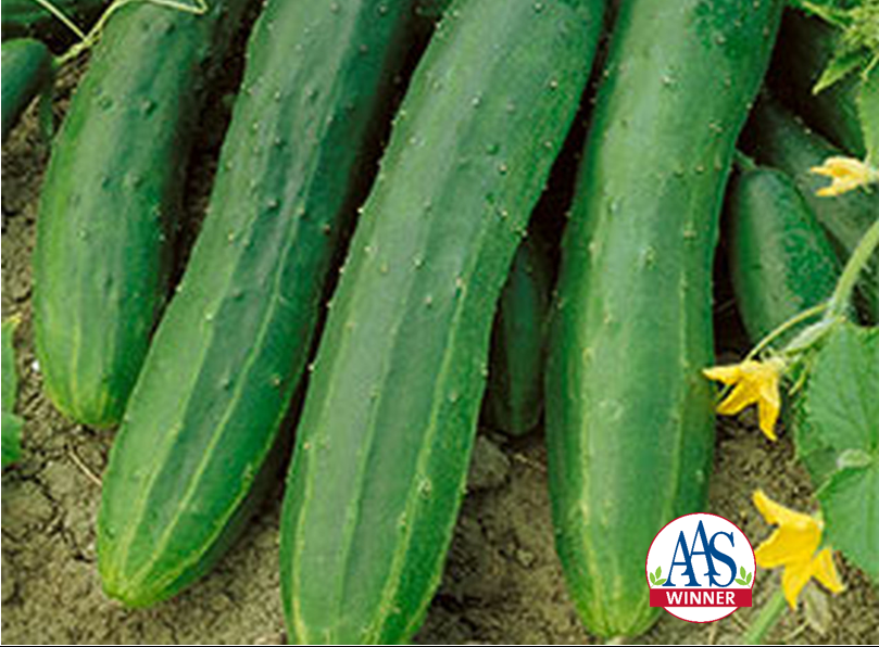 Packet of Straight Eight Elite cucumber seeds, an improved, disease-resistant version of the classic Straight Eight heirloom. This high-yielding variety produces dependable crops of perfectly straight, 8-inch long cucumbers with a cool, crisp flesh and a bright, refreshing flavor. Great for slicing fresh or pickling.