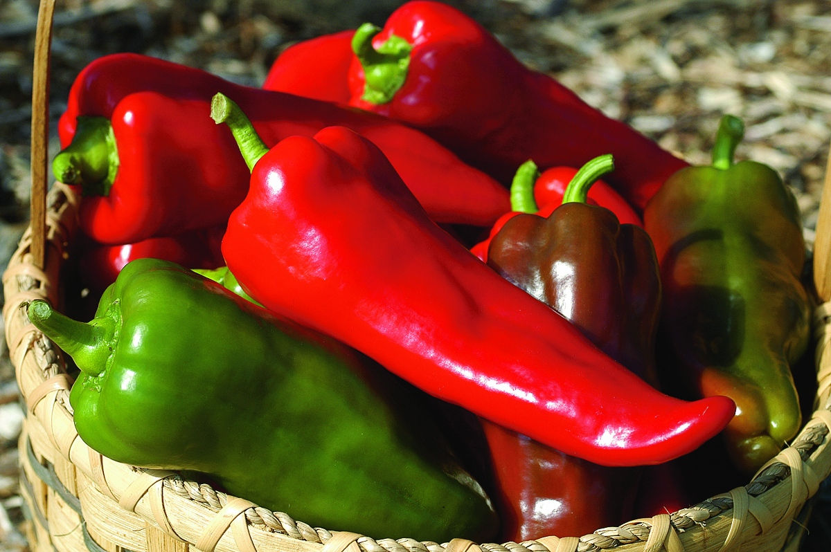 Packet of Carmen pepper seeds for growing vibrant, elongated sweet peppers with a delicious, fruity flavor. These Italian bull's horn peppers are excellent for roasting, grilling, stuffing, or making paprika. Enjoy them at any stage, from green to fully ripe red, for consistent sweetness.