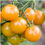 Thumbnail: Packet of Sungold Tomato seeds for growing a prolific variety of cherry tomatoes known for their exceptional sweetness and bright orange color. These vigorous, early-ripening plants produce clusters of small, juicy fruits perfect for snacking, salads, or adding a burst of flavor to dishes.