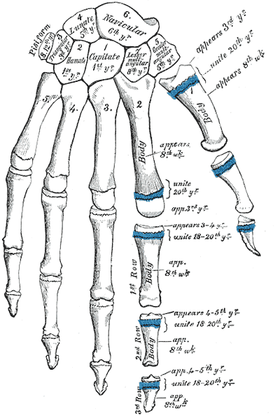 orthoArmHandOssificationCentersGrayBB234