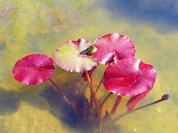 A realidade adorável