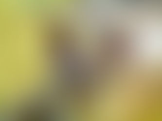 Um companheiro humano