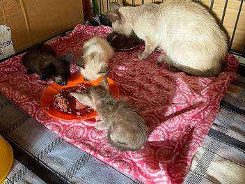 Um colo querido ~ Conto real